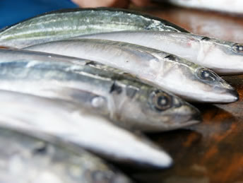 青むろ鯵 焼くさや