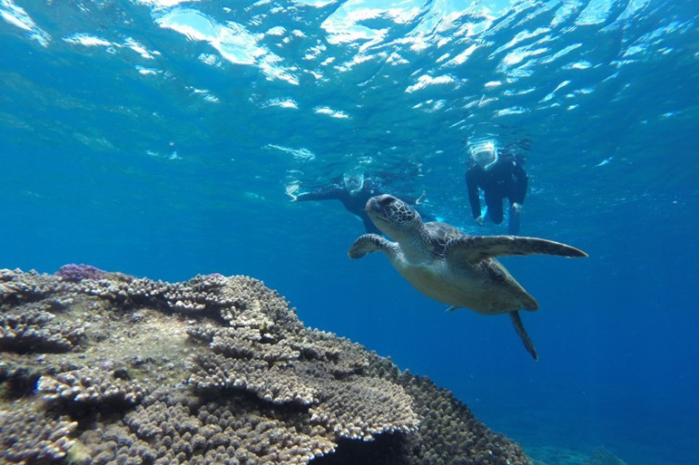 八丈島を楽しめる